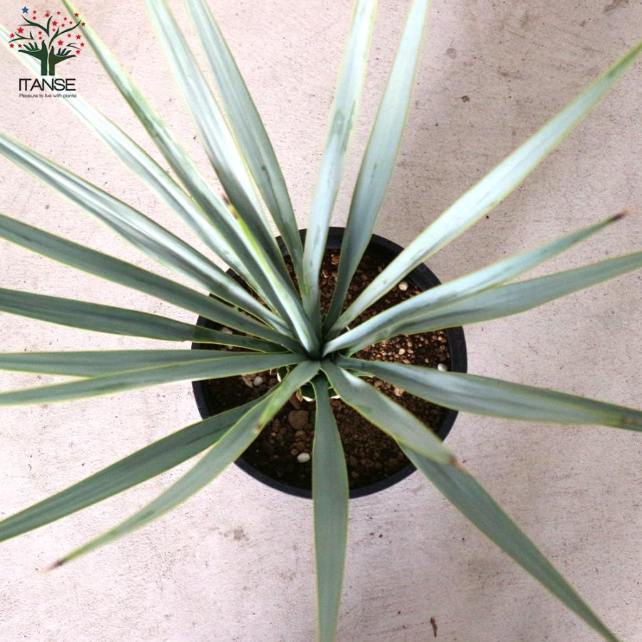 ITANSE ユッカ リギダ 観葉植物 8号プラスチック鉢：リビングや