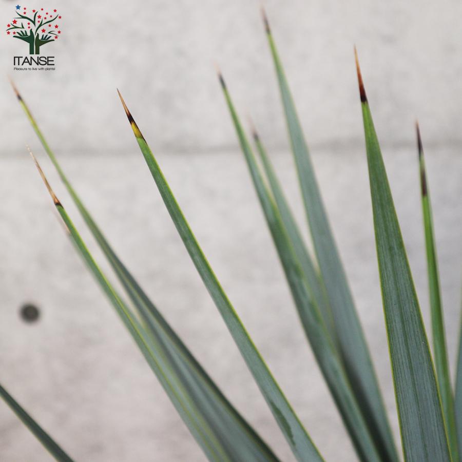 ITANSE ユッカ リギダ 観葉植物 8号プラスチック鉢：リビングや