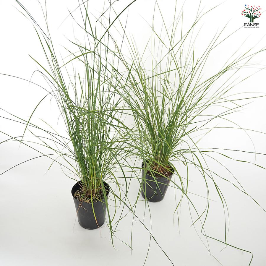 ミューレンベルギア カピラリス 花苗 3.5号/お買い得3個セット 苗 花の