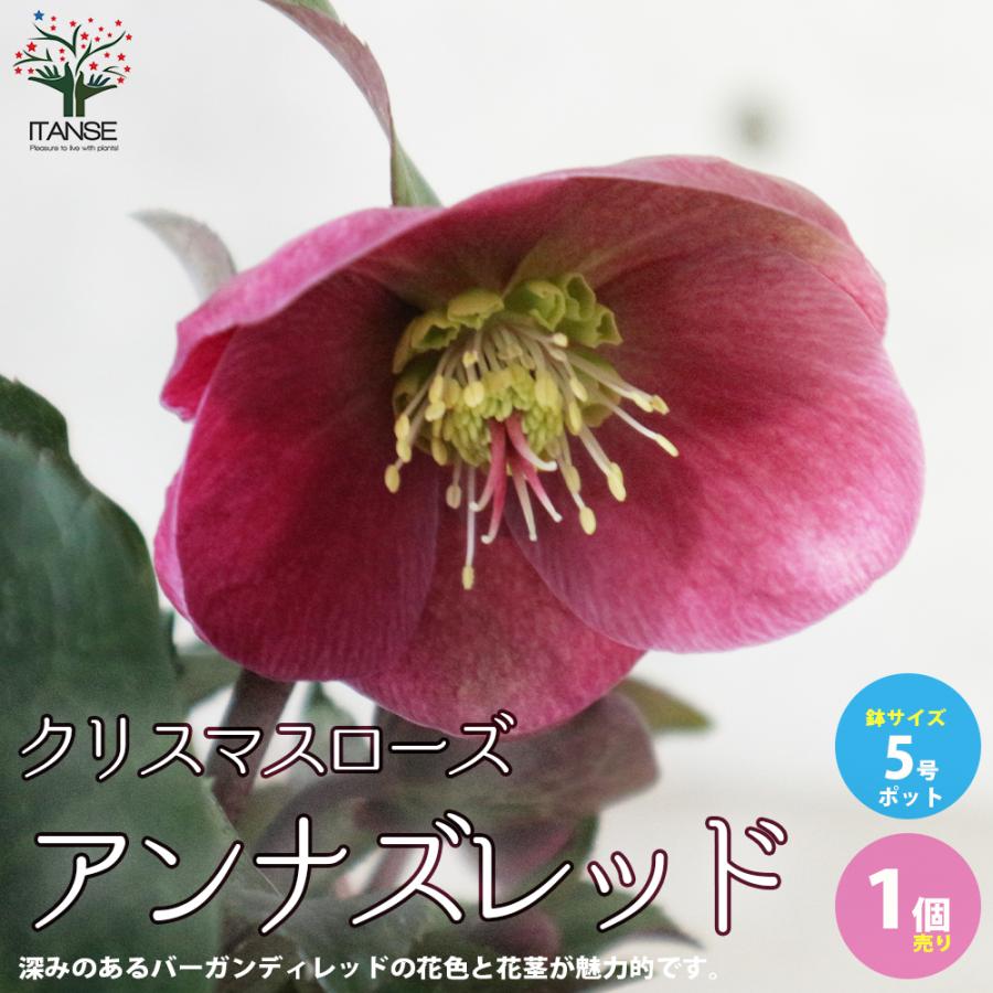 ITANSE クリスマスローズ アンナズレッド 花苗 5号ポット苗 1個売り