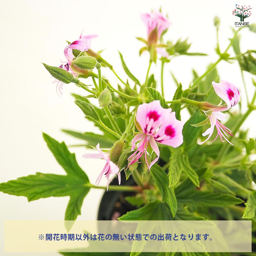 スーパーレモンゼラニウム ハーブの苗 3.5号/お買い得4個セット 花の苗