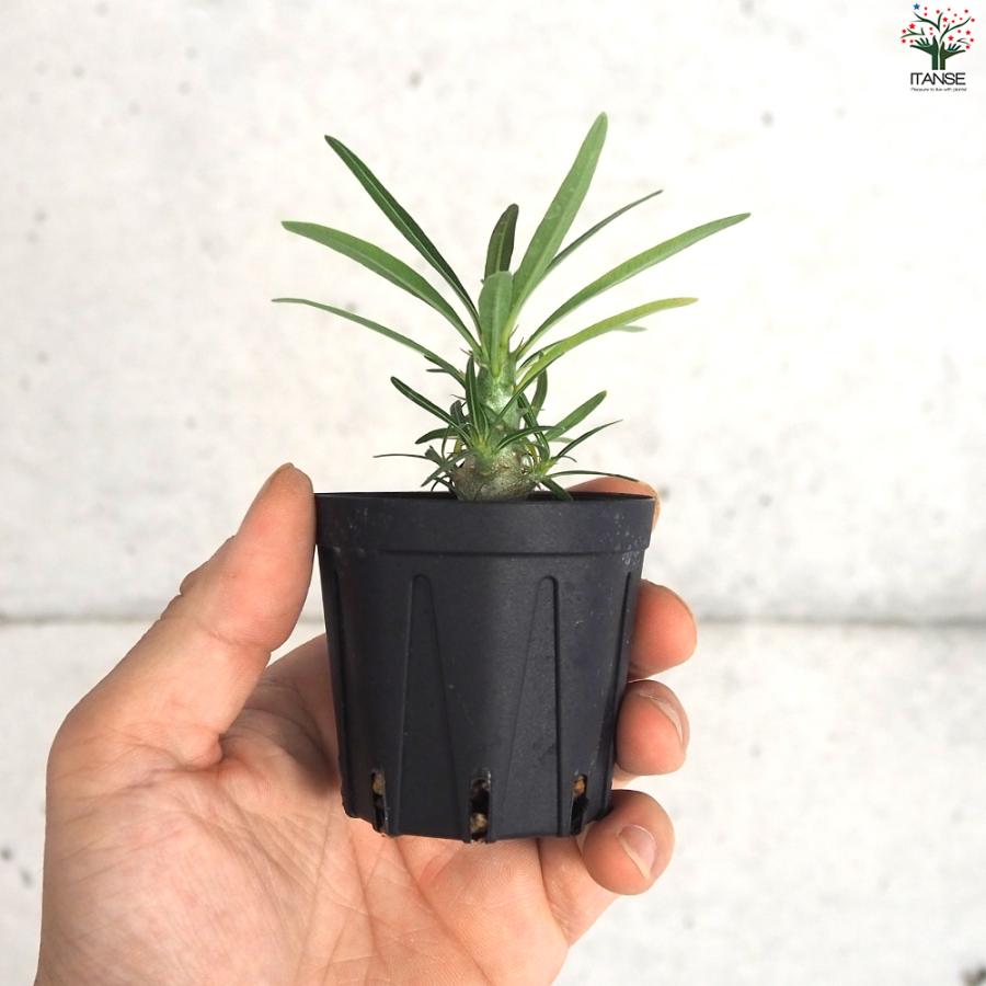 ITANSE パキポディウム グラキリス 多肉植物 2号鉢/1個売り 塊根植物