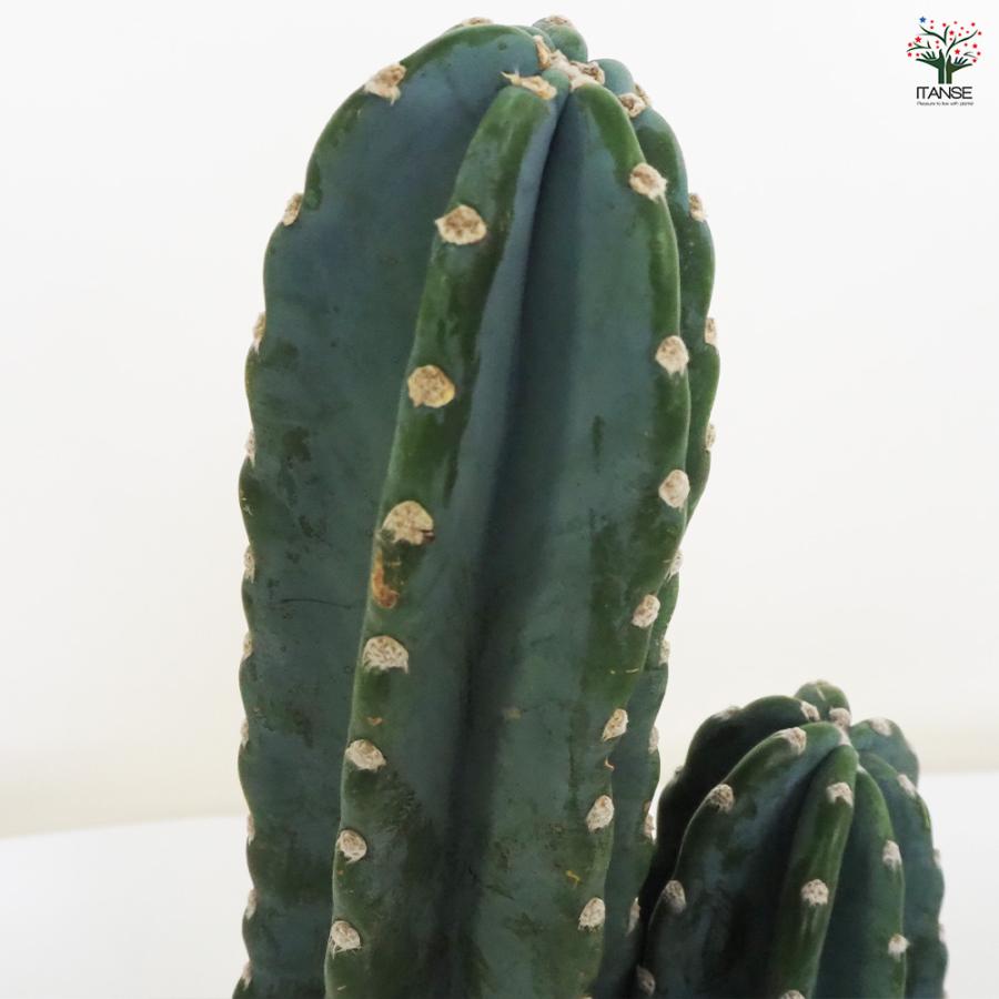 柱サボテン 2本植え 多肉植物 7号鉢/1個売り 観葉植物 鬼面角 鬼面閣