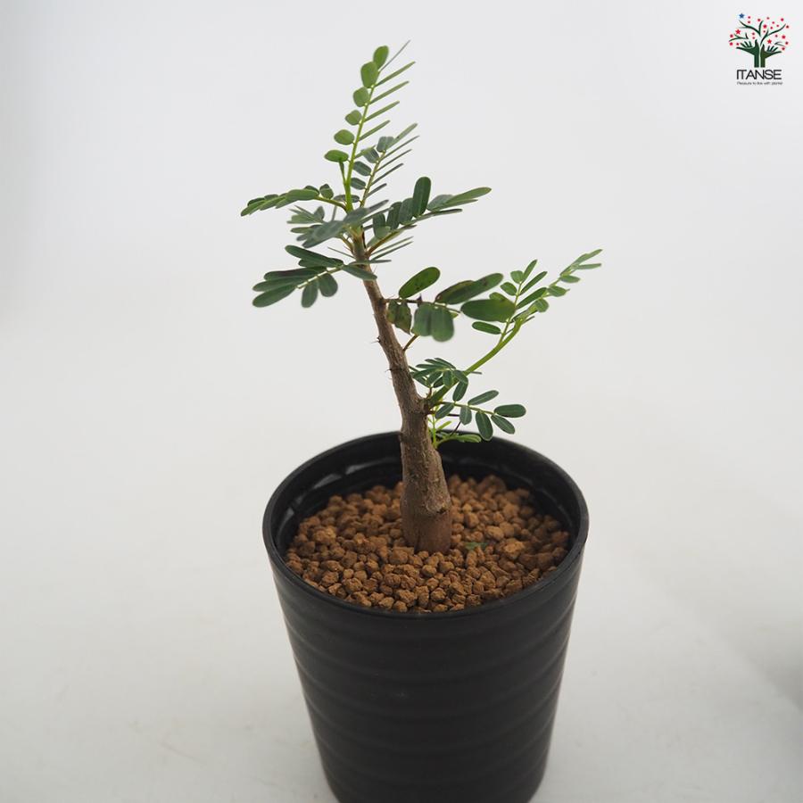 センナ メリディオナリス 多肉植物 2.5号/1個売り コーデックス 塊根