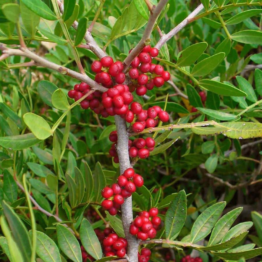 ピスタチオ15cm硬質ポット苗木(観賞用品種) 1本売り」 希少価値のある