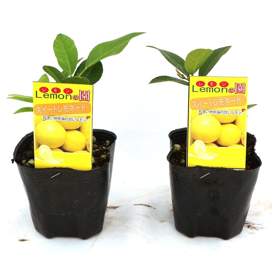 レモン スイートレモネード【果樹苗 9cmポット苗／2個セット