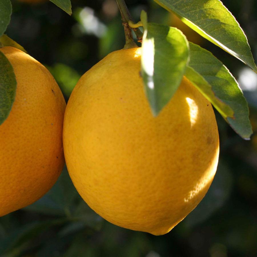 レモン スイートレモネード【果樹苗 9cmポット苗／2個セット