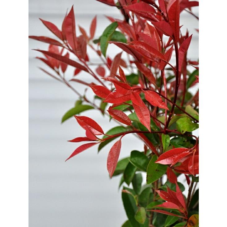 レッドロビン苗 ケース販売（20本） 3.5号 高さ80〜100cm位 生垣用