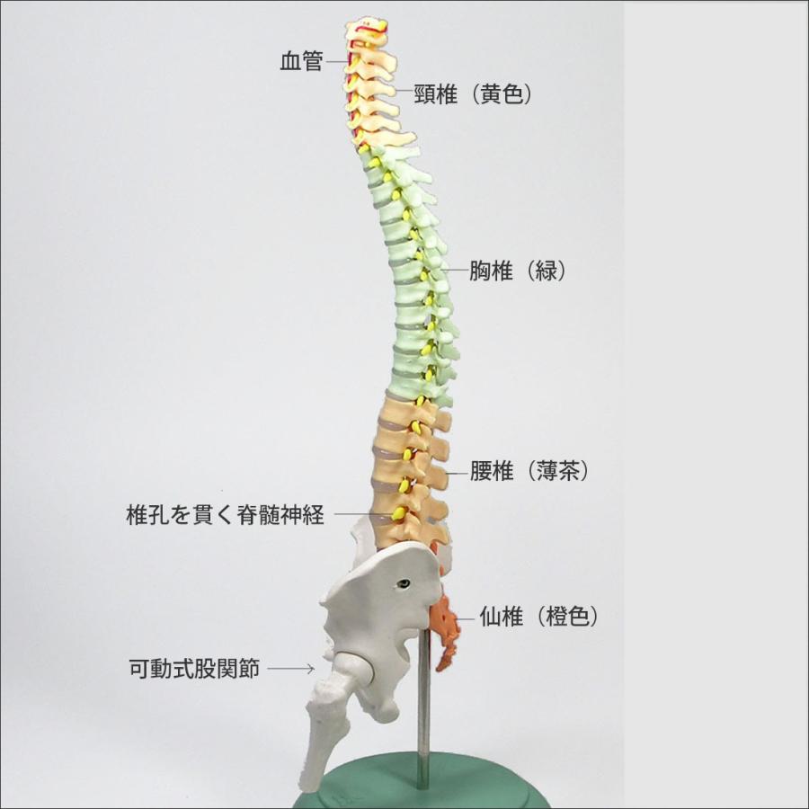 脊柱模型」卓上サイズ スマート脊柱模型 医学模型 解剖学模型 疾患説明