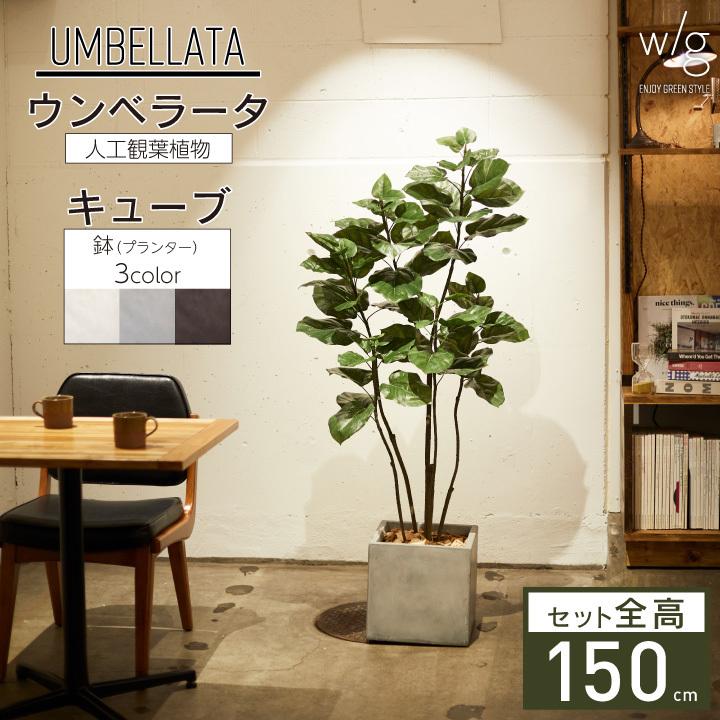 フェイクグリーン リアル 大型「ウンベラータ×Cube w/g」高さ150cm