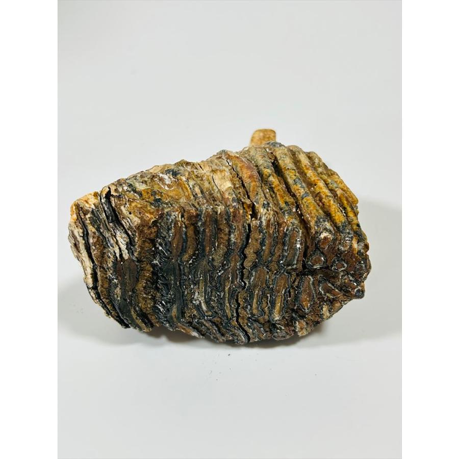 ナウマンゾウ 子ども 歯 本物 実物 教材 化石 D1-8 : おもしろ博物館