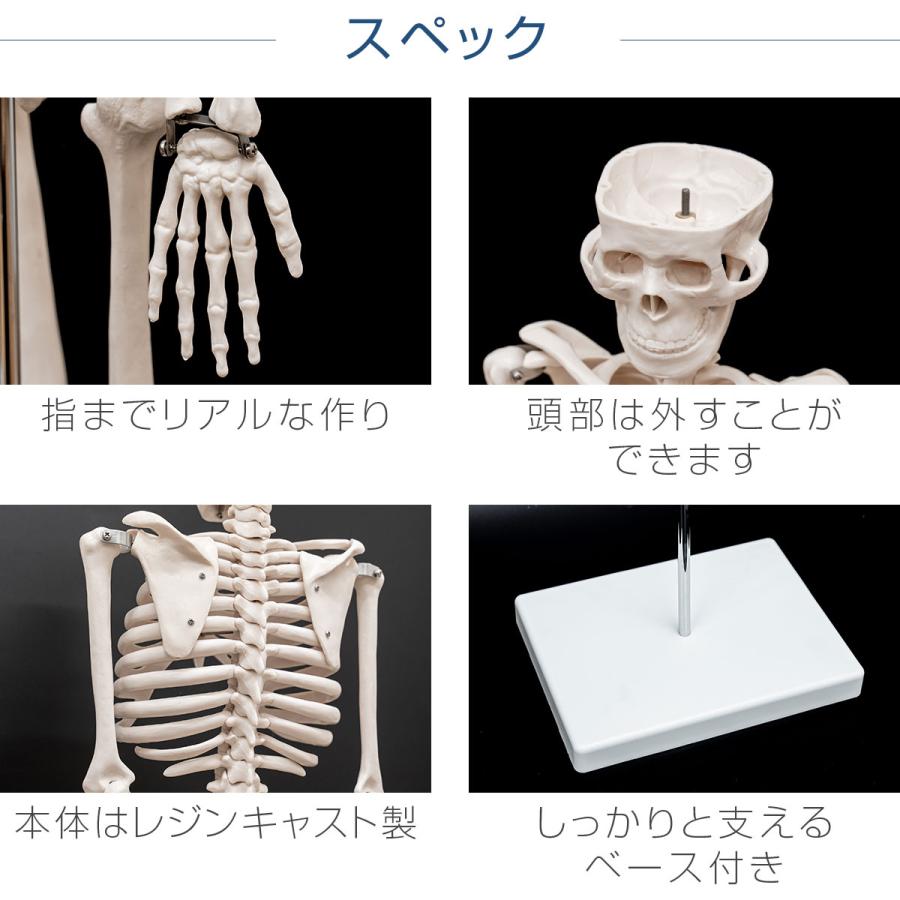 1年保証 人体骨格模型 骨 約85cm 1/2モデル 展示スタンド付き 骨格標本