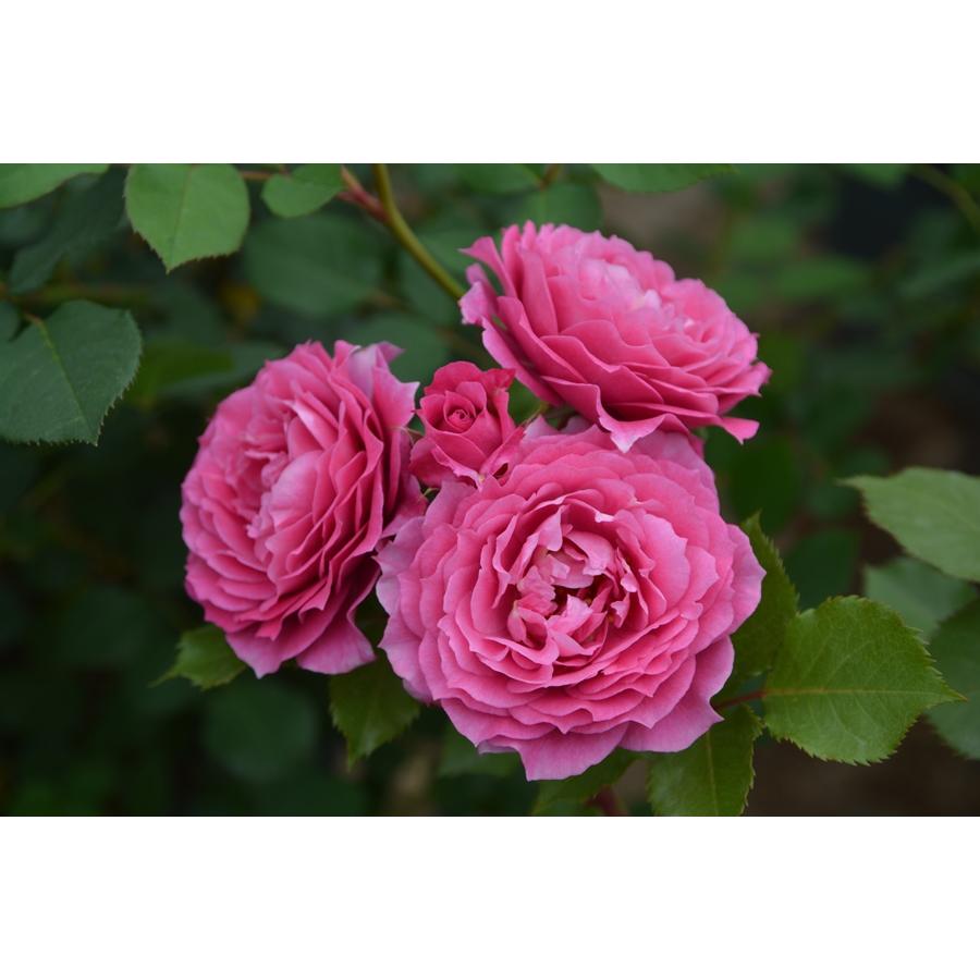 パルミラ（バラ苗：ロサ・オリエンティス） 大苗 7号鉢植え 《種苗登録