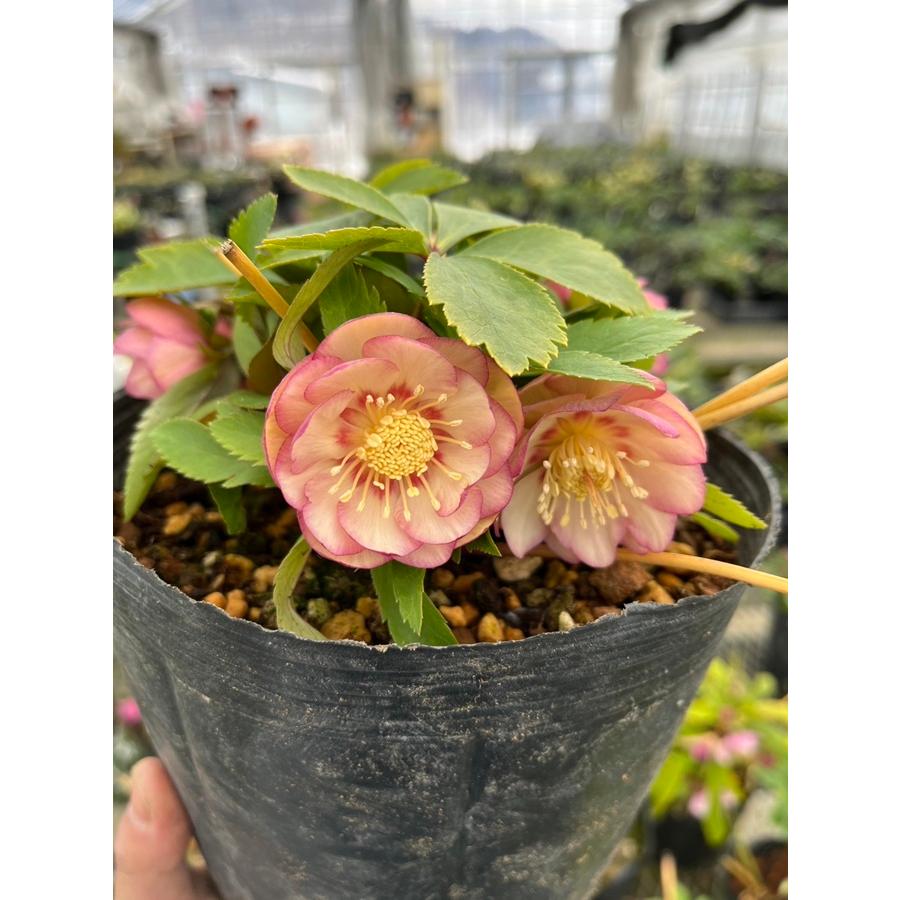 クリスマスローズ ウィンターシンフォニーシリーズ：オーレア系