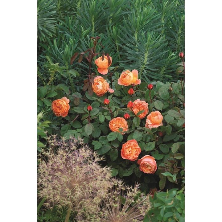 レディ・エマ・ハミルトン（Ausbrother）（バラ苗：イングリッシュ