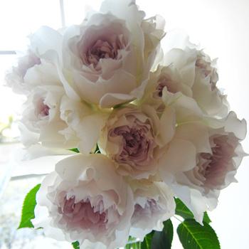 ガブリエル（バラ苗：河本バラ園） 大苗 《農林水産省 登録品種