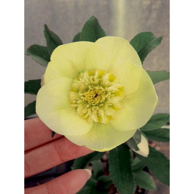 クリスマスローズ・オリエンタリス セミダブル・スーパーイエロー