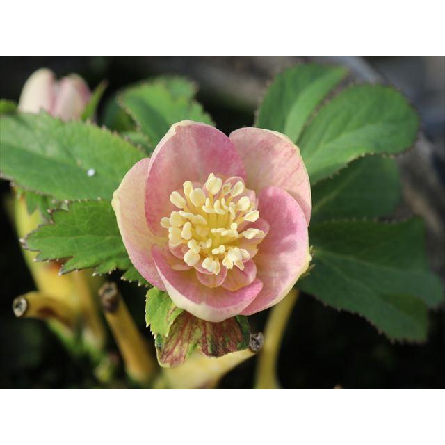 ピンクノスタルジアセミダブル : 大木ナーサリー - 通販 - Yahoo