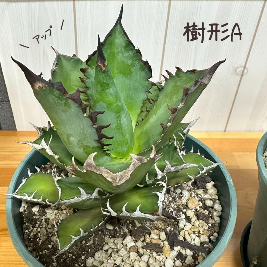 観葉植物 アガベ チタノタ レッド キャットウィーズル 5号 現品 選べる