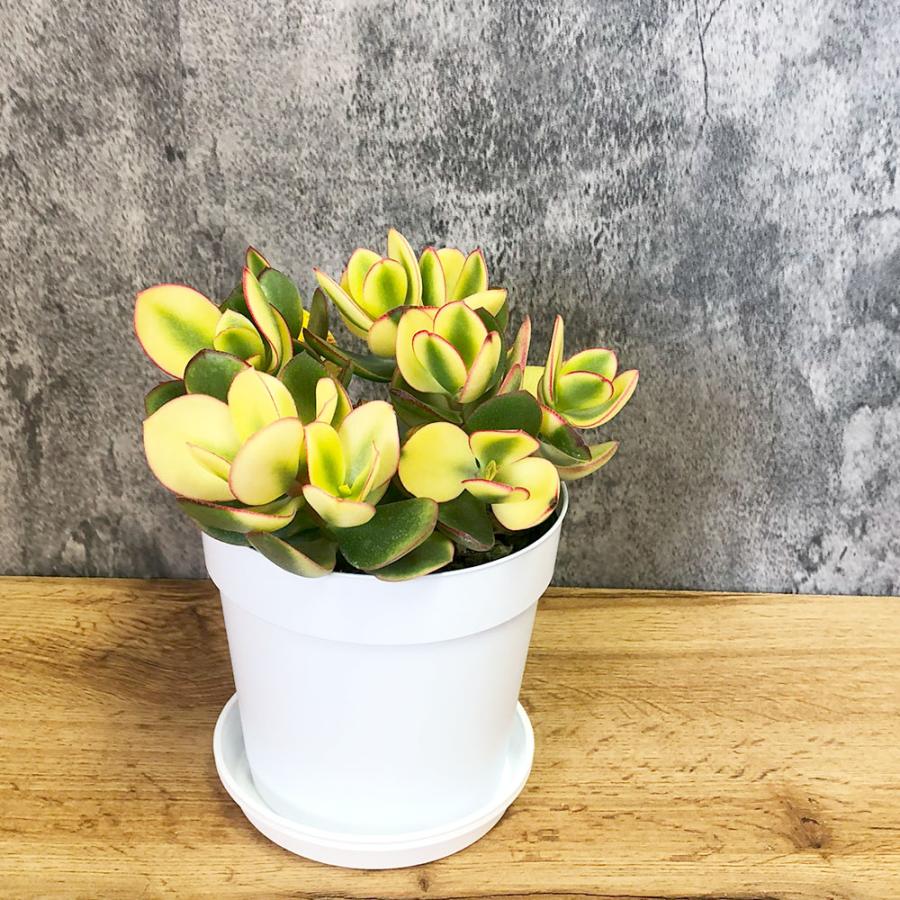 観葉植物 金のなる木 斑入り 大判 5号 白プラスチック鉢 黄金花月 成金