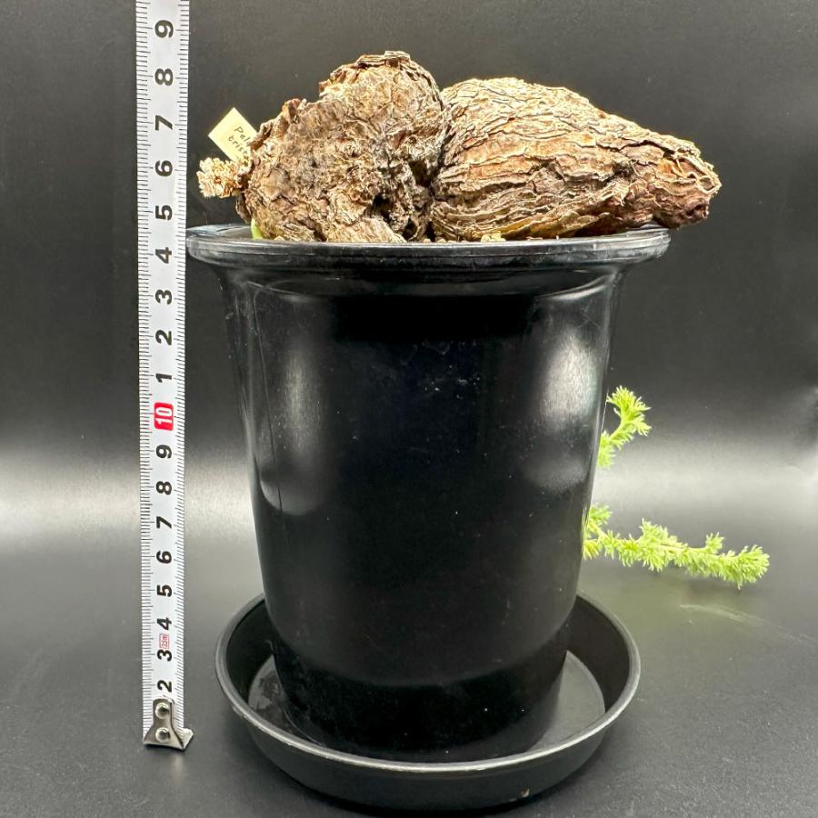 観葉植物 おしゃれ 希少品種 ペラルゴニウム トリステ 現品 4号 黒プラ