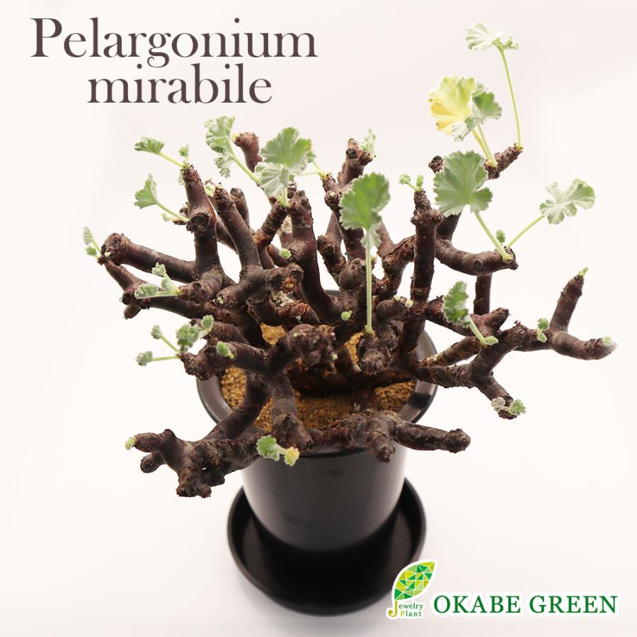 観葉植物 おしゃれ 室内 超希少品種 ペラルゴニウム ミラビレ 現品 4号