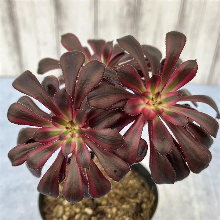多肉植物 アエオニウム 真っ黒 黒法師錦 10.5cmポット 観葉植物