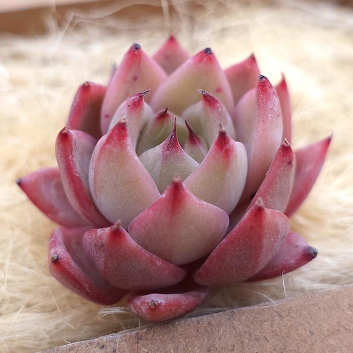 多肉植物 エケベリア フラミンゴ 韓国苗 抜き苗 カット苗 約3cm tps