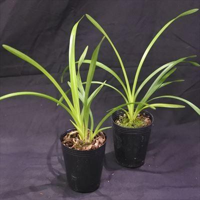 キンリョウヘン 7.5cmポット金稜辺 苗 ミツバチを集める蘭 : レイ