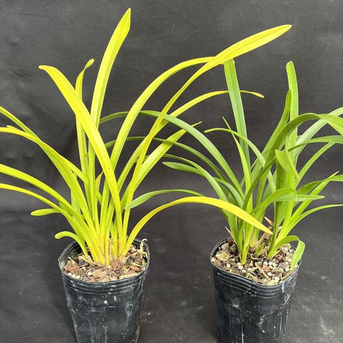 キンリョウヘン 7.5cmポット金稜辺 苗 ミツバチを集める蘭 : レイ