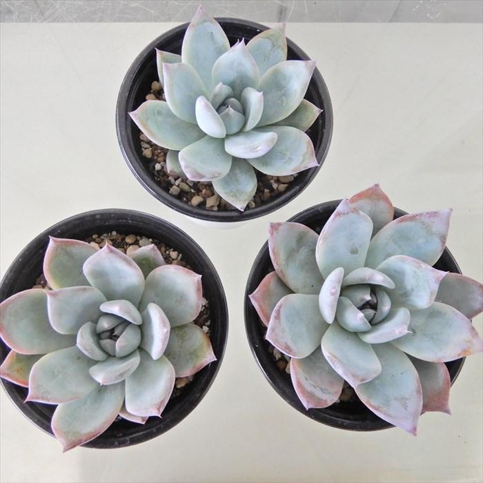 多肉植物 エケベリア ブラックサバス 9cmポット 観葉植物 インテリア