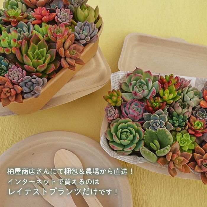 柏屋商店さん直送】送料無料 多肉弁当 多肉植物 観葉植物 インテリア