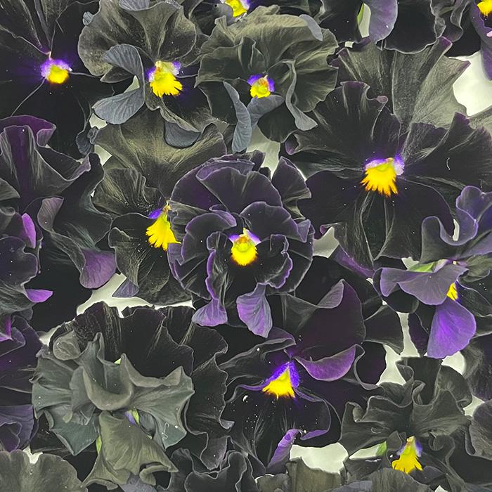 予約販売】 ビオラ 魔笛 9cmポット 花苗 ガーデニング メゾンドビオラ