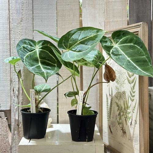 観葉植物 アンスリウム マグニフィカム×ブラッククリスタリナム 3.5号