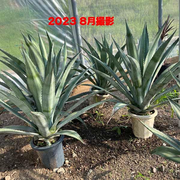 アメリカーナ リュウゼツラン アガベ アオノリュウゼツラン 観葉植物