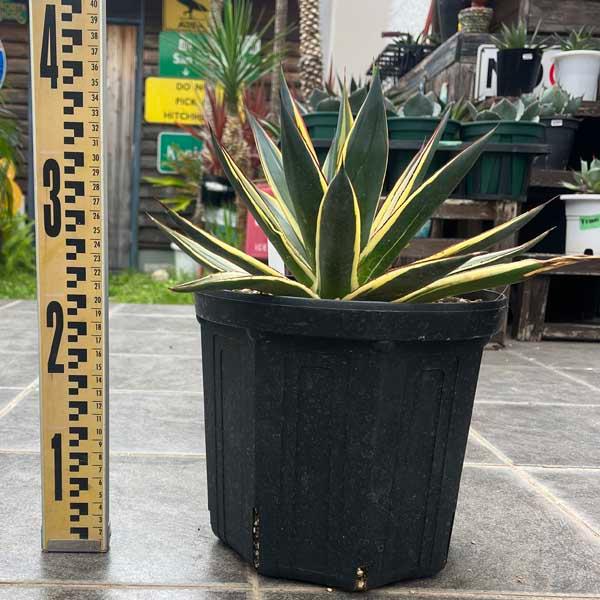 アガベ・スノーグロー Agave Snow Grow 新築祝い ドライガーデン