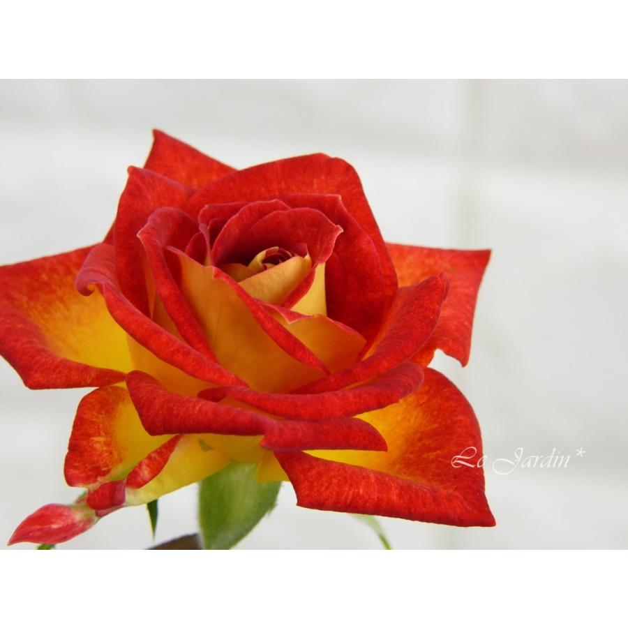 トロピカルサンセット】黄色にオレンジの覆輪が可愛いミニバラ