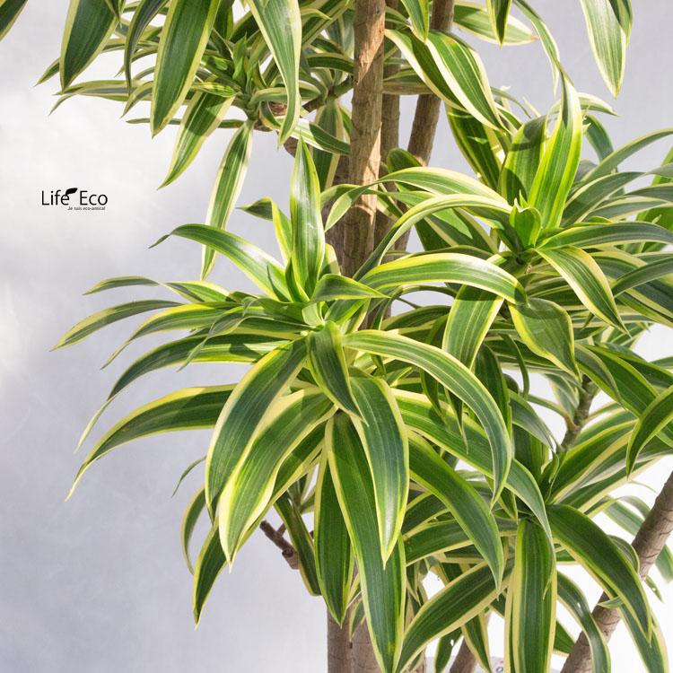 観葉植物 ドラセナ・レフレクサ・グリーンソングオキナワ（沖縄） / 8