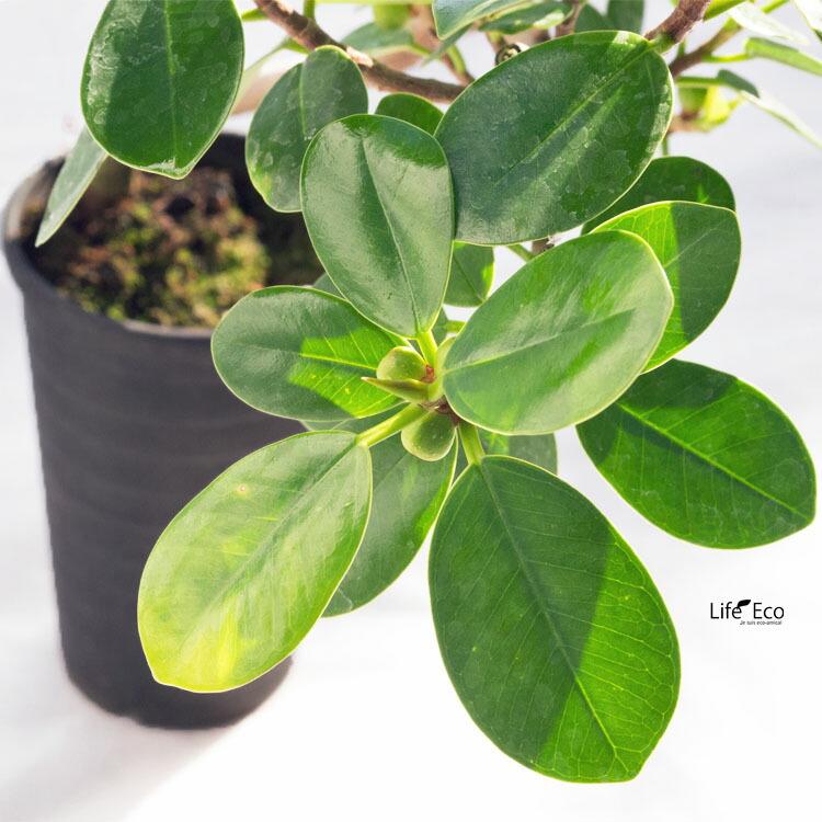 観葉植物【数量限定】パンダガジュマル / 2.5寸・約H35cm : ライフエコ