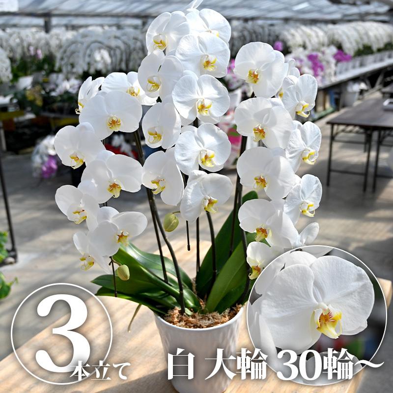 胡蝶蘭 白(3本立ち) ｜ 花 鉢植え 蘭 らん ラン コチョウラン ギフト