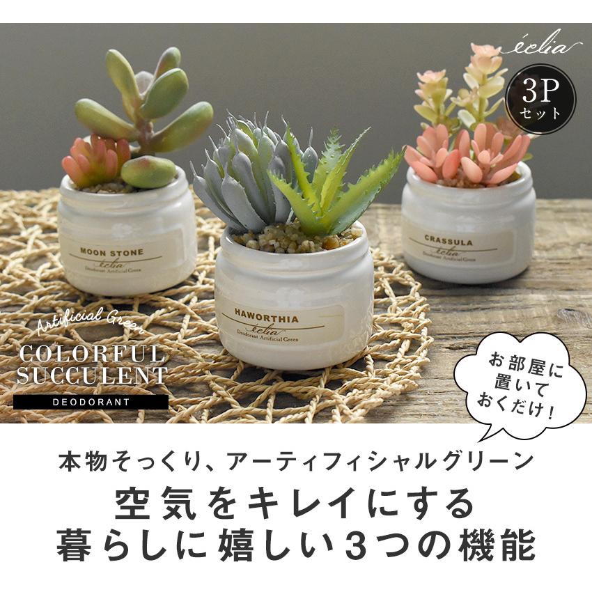 キシマ（KISHIMA） CT触媒 カラフル多肉植物 3Pセット テラリウム 陶器