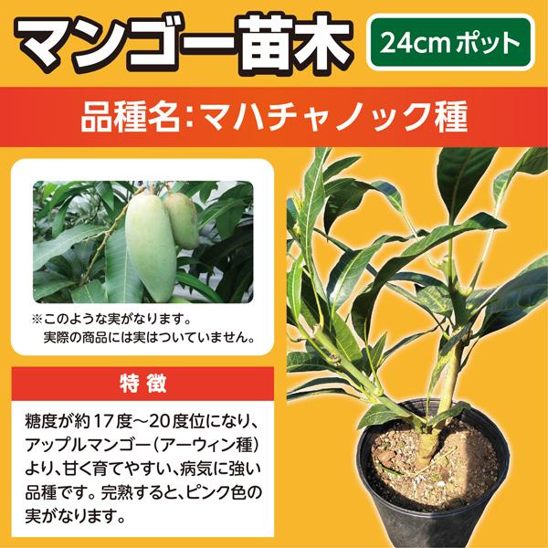 マンゴー苗木（マハチャノック種 苗 販売）24cmポット 家庭菜園 鉢植え