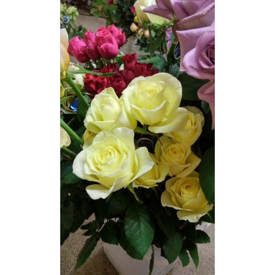 バラ苗 アティレ・ラ・シャルール とげなし 今井清作出 切り花品種4号