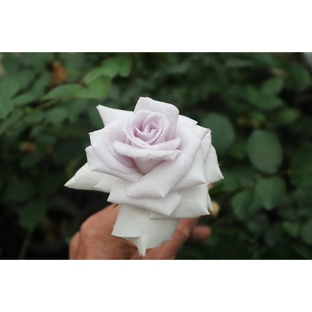 バラ苗 グランブルー4号 今井清作出 切り花品種接ぎ木（植え替えず