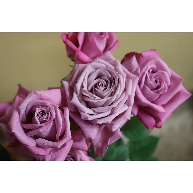 バラ苗 kn29-123 4号 今井清作出 切り花品種接ぎ木（植え替えず