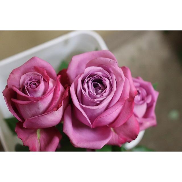 バラ苗 ニュークス（kn29−261パープル）4号 今井清作出 切り花