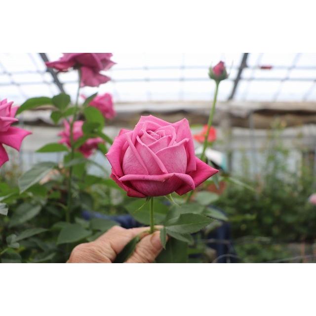 バラ苗 ニュークス（kn29−261パープル）4号 今井清作出 切り花