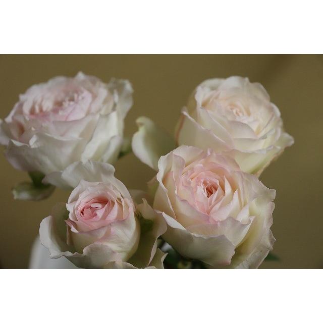 バラ苗 強香 KN29-1 4号 今井清作出 切り花品種接ぎ木（植え替えず