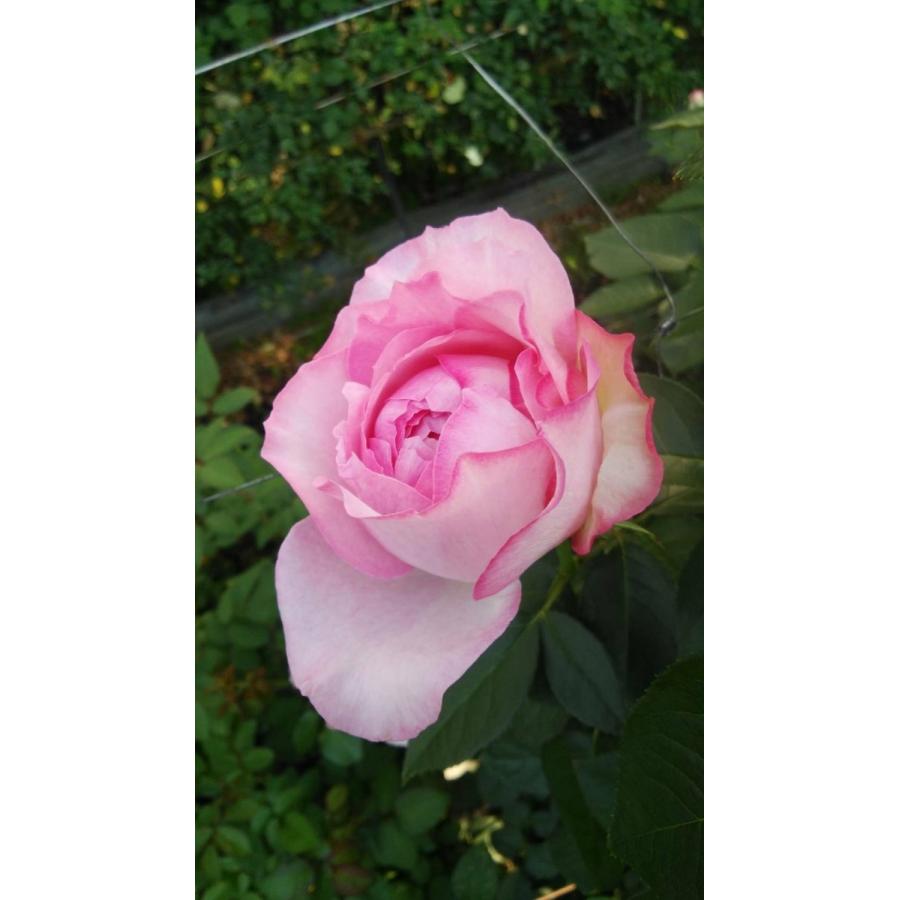 バラ苗 強香 イブ系 kn30-23 4号 今井清作出 切り花品種接ぎ木（植え