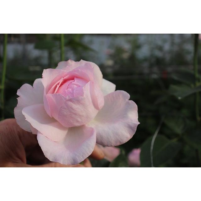 バラ苗 強香 イブ系 kn30-23 4号 今井清作出 切り花品種接ぎ木（植え